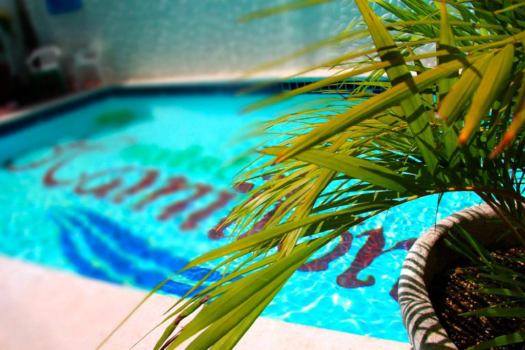 uma planta num vaso ao lado de uma piscina em Hotel Hamilton em Boca Chica