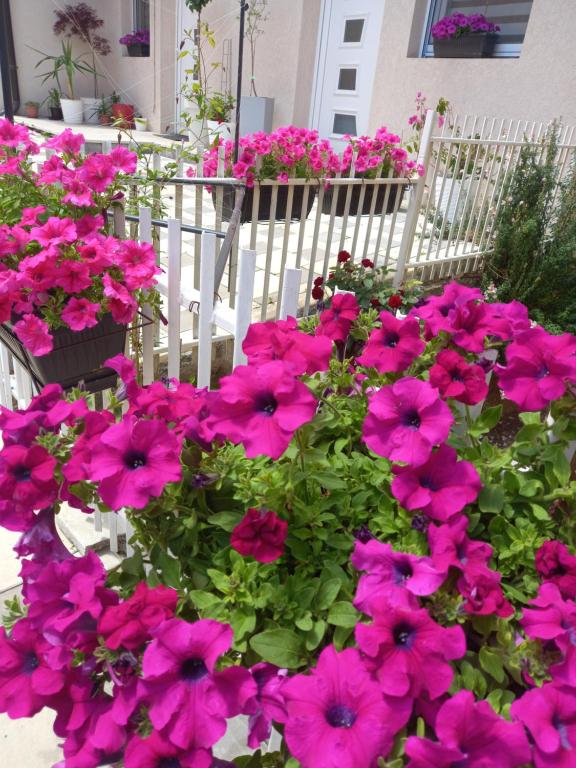 Giardino di LEDA Apartmani