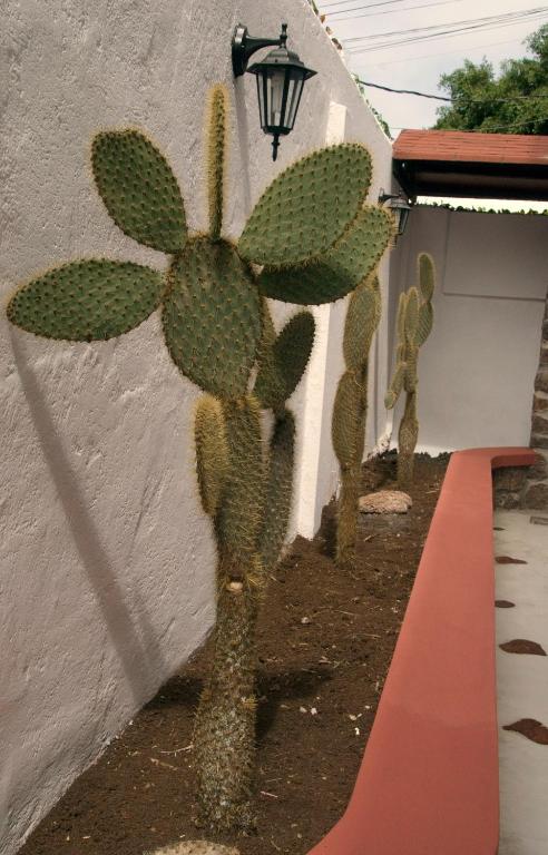 Fotografie z fotogalerie ubytování Hotel Galapagos Suites B&B v destinaci Puerto Ayora