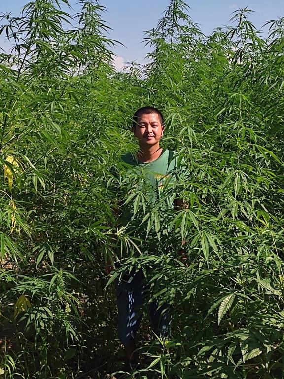 a man is hiding in a tree at Muangkham in Chiang Rai