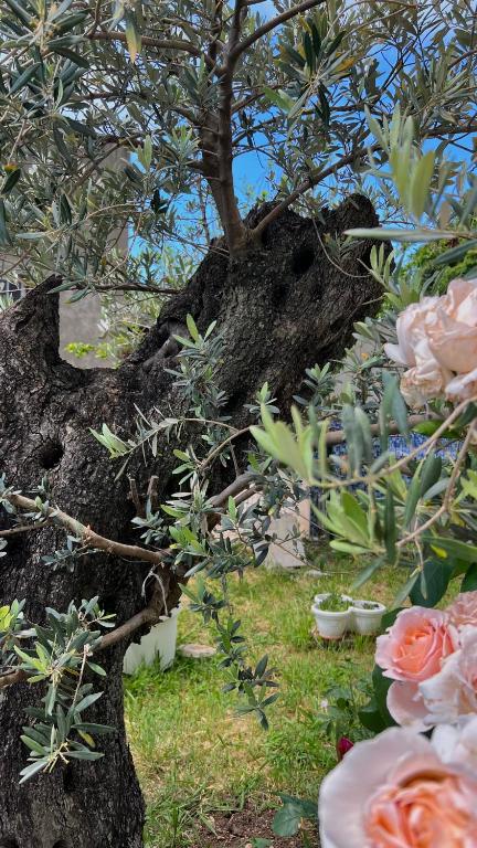 Villa Ivanovic, Budva (updated prices 2025) - 1