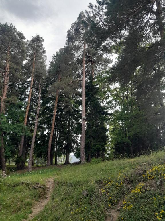 Příroda nedaleko apartmánu