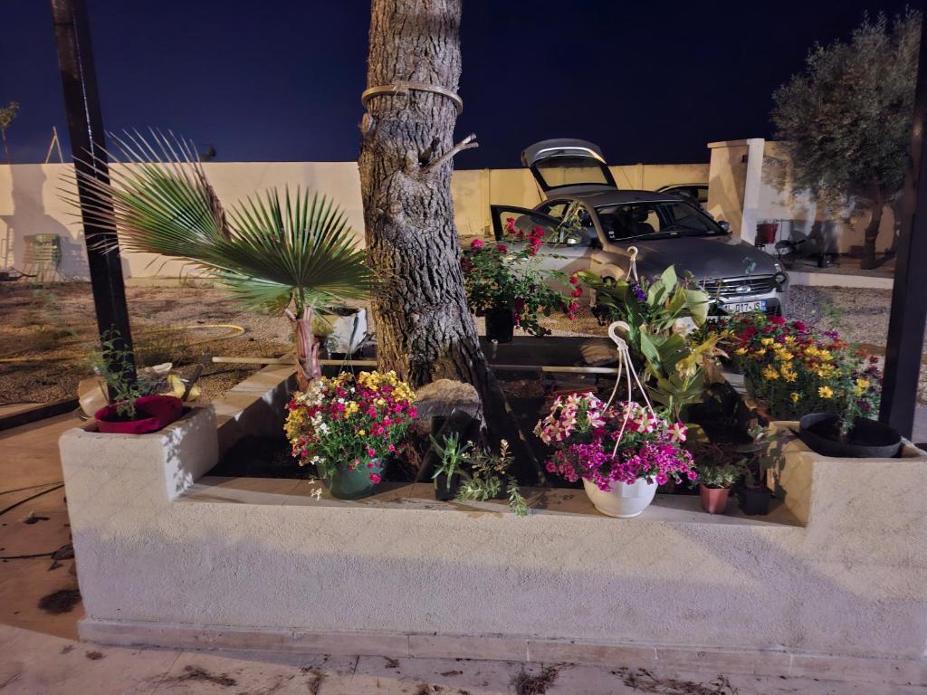 un mucchio di piante in vaso davanti a un albero di Le soleil de l'estaque a Marsiglia