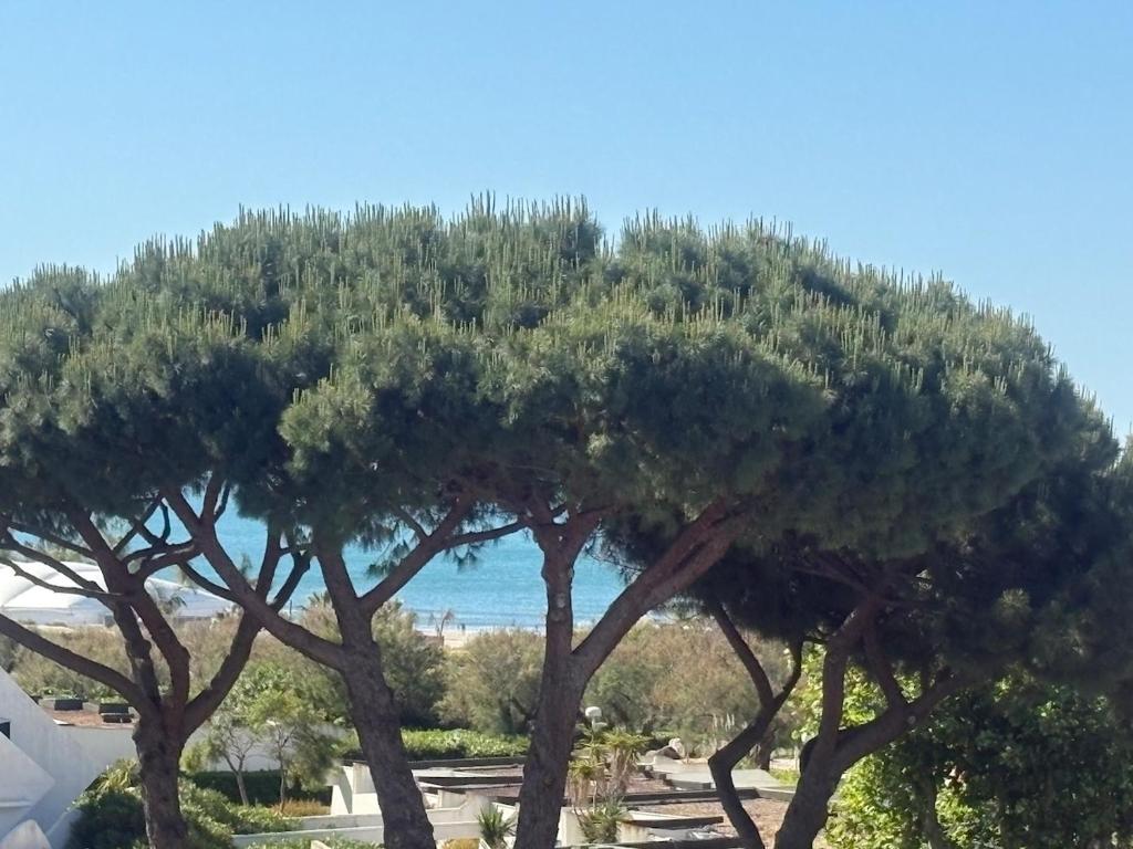 un groupe d'arbres avec l'océan en arrière-plan dans l'établissement Couchant Cosy studio, terrasse couverte face à la mer, clim, parking, wifi, à La Grande Motte
