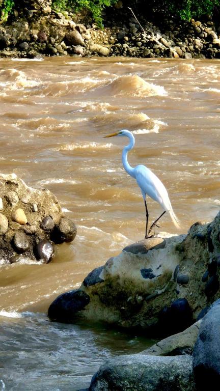 a white bird standing on rocks in the water at Mirador del Río in Honda