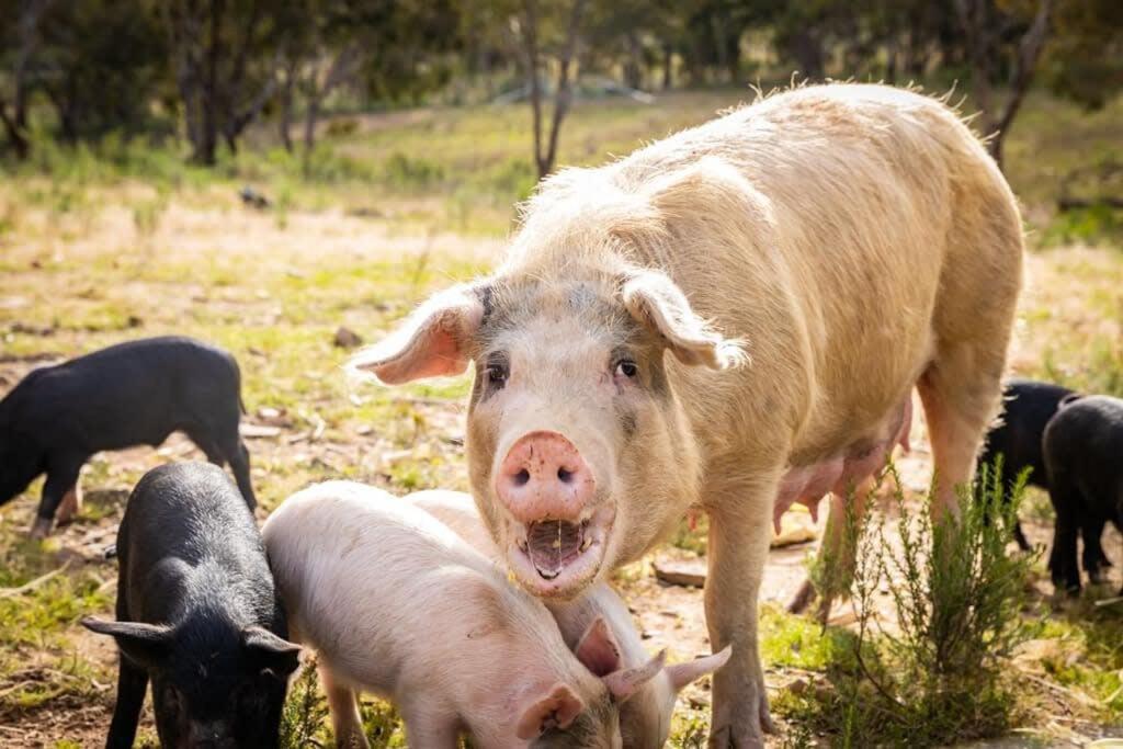 Altri animali domestici presso la casa vacanze o nei dintorni