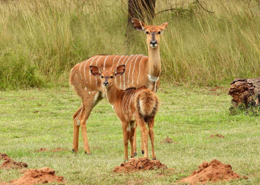 Altri animali domestici presso l'appartamento o nei dintorni