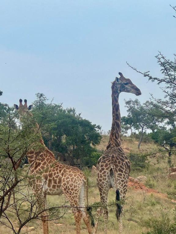 Altri animali domestici presso l'appartamento o nei dintorni