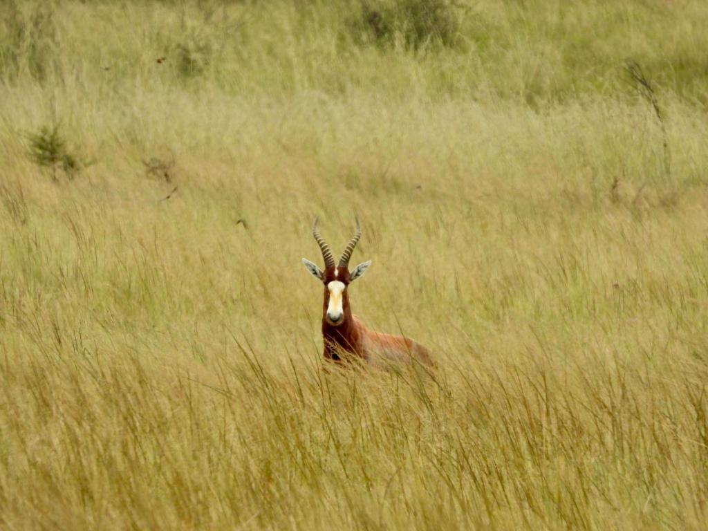Altri animali domestici presso l'appartamento o nei dintorni