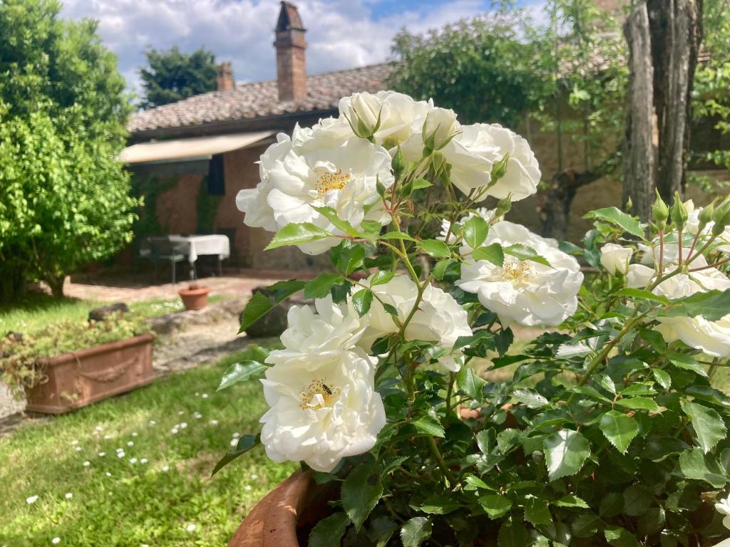 a pot of white flowers in a yard at Podere Il Conventino, Casette in campagna con piscina in Nottola