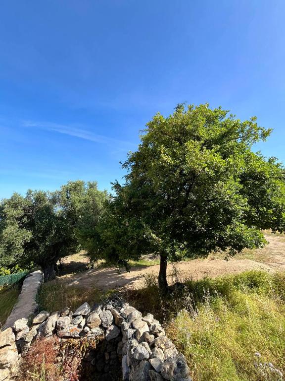 un arbre et un tas de pierres dans un champ dans l'établissement Appartement de village proche de la plage, à Aregno
