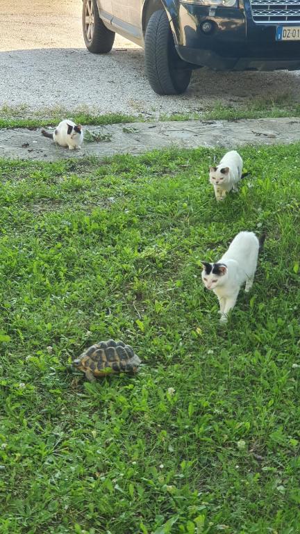 Brigolante Guest Apartments - 6