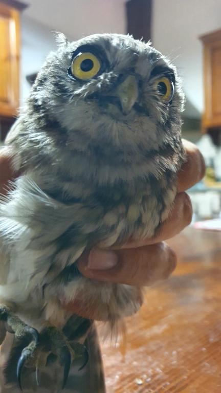 Brigolante Guest Apartments - 7