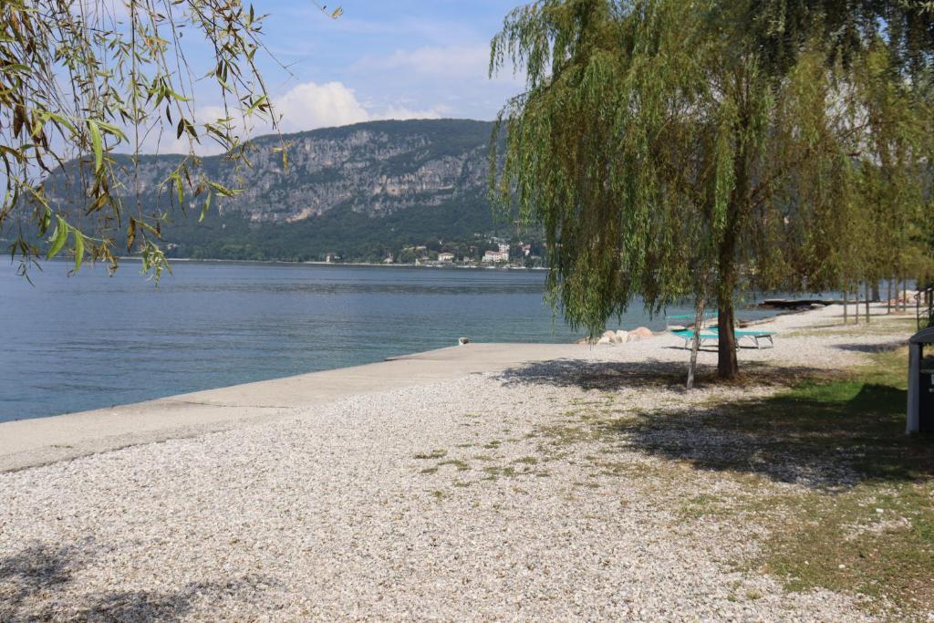un albero sulla riva di un corpo d'acqua di Monika Holiday 5 Lake Garden a Garda