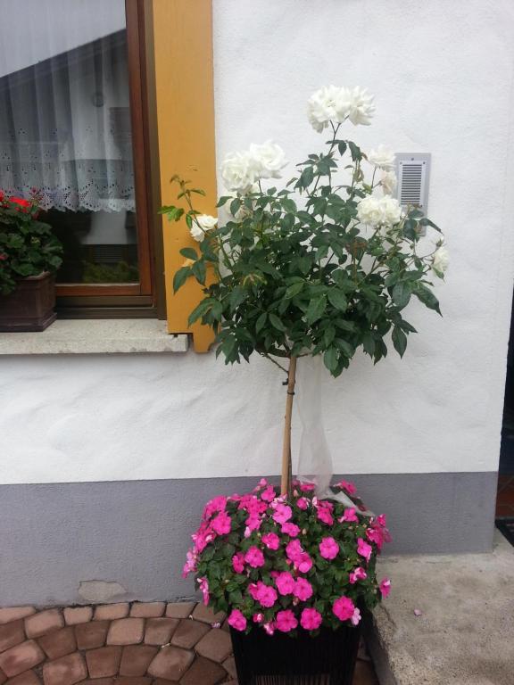 Zahrada ubytování Haus Anita