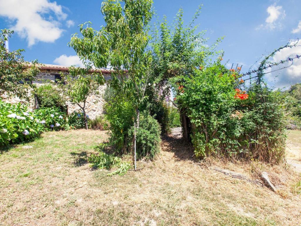 małe drzewo w ogrodzie z krzewami w obiekcie Traditional Apartment in Ribeira Sacra with Garden w mieście Castillón