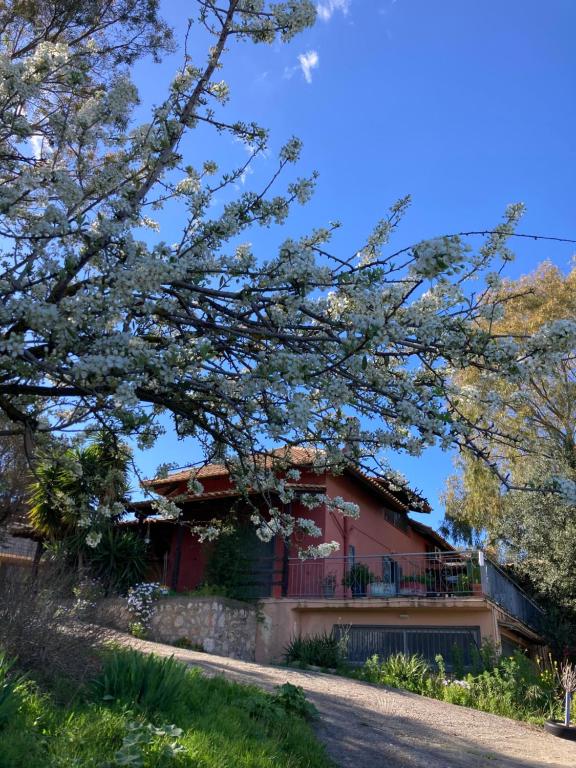 a house with a flowering tree in front of it at Nectar Cottages in Varákkes
