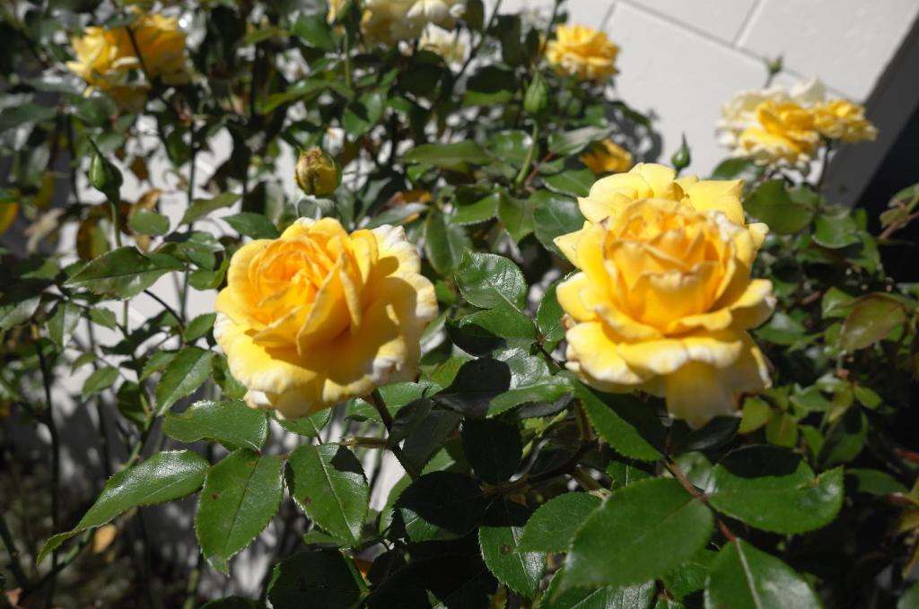 Diplomat Motel - Resim 12