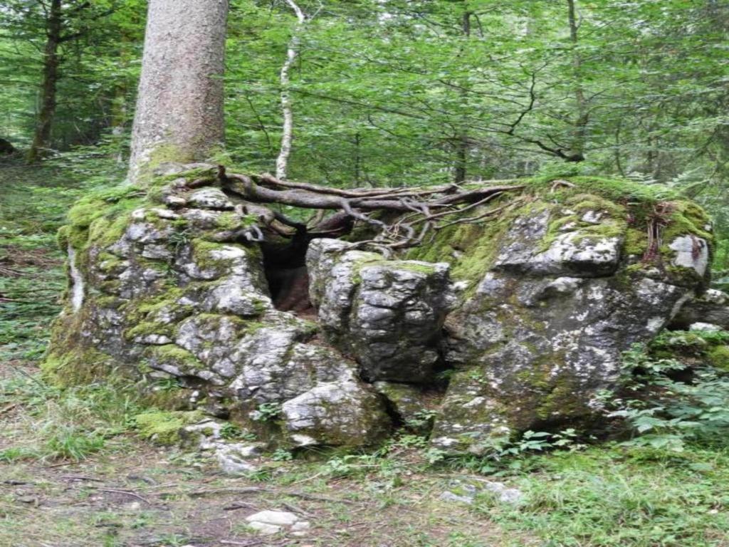 Příroda nedaleko apartmánu