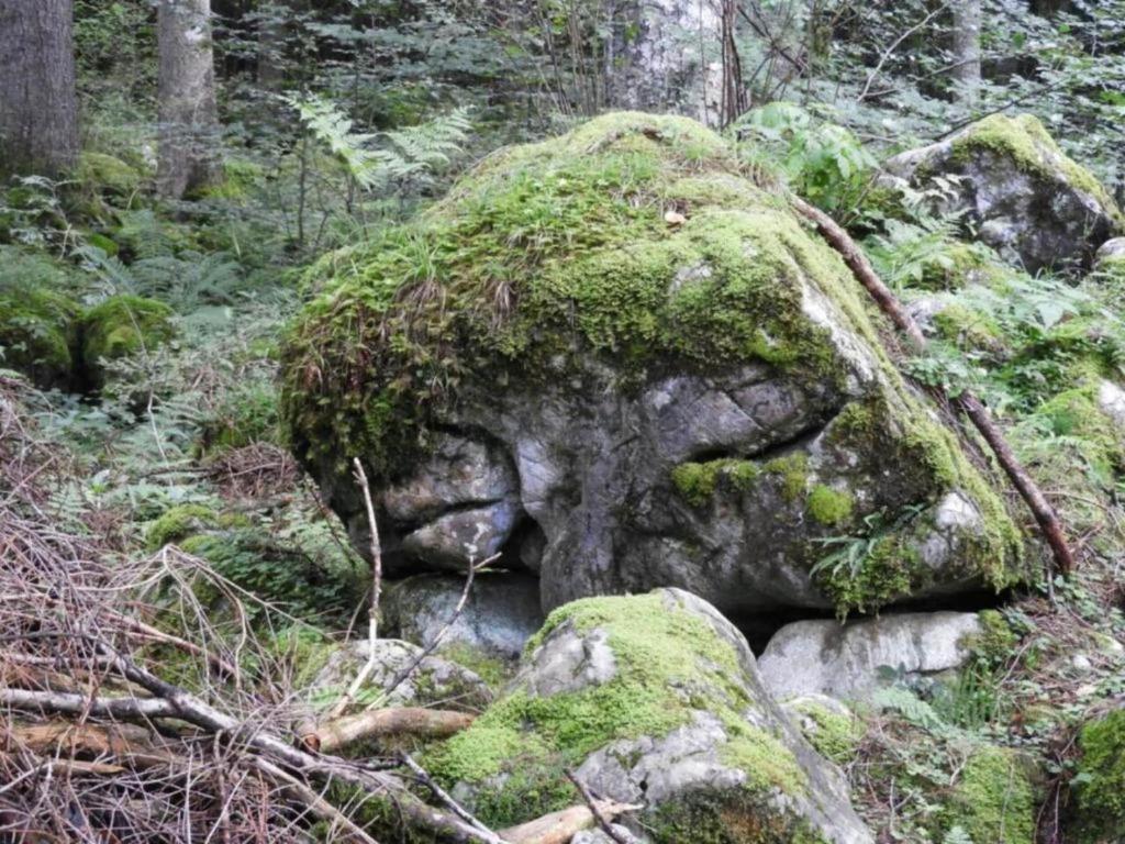 Příroda nedaleko apartmánu