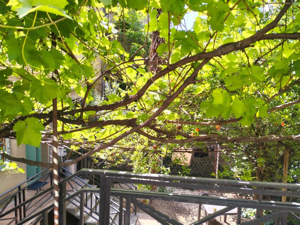 Giardino di Long Tree Hostel - Comfy Mattress