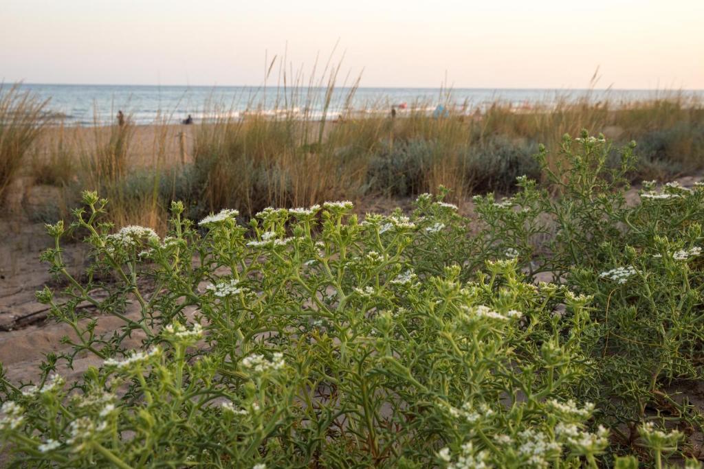 a field of flowers on the beach at Camping 3 Estrellas in Gavà