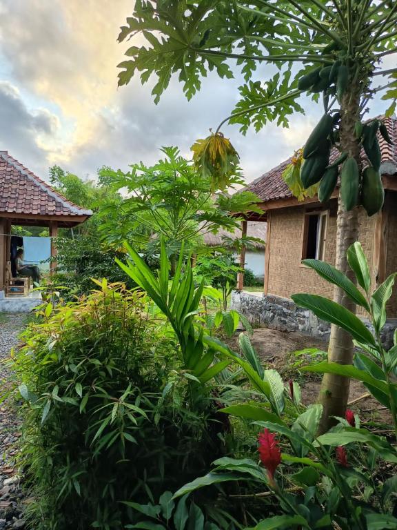 Zahrada ubytování Melody Surf - Ekas Lombok