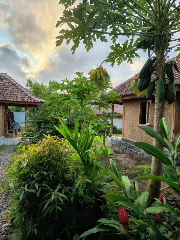 Zahrada ubytování Melody Surf - Ekas Lombok