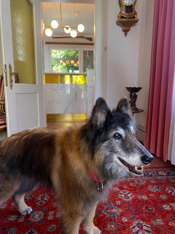 Domácí mazlíčci ubytovaní s hosty v ubytování Hotel De La Paix