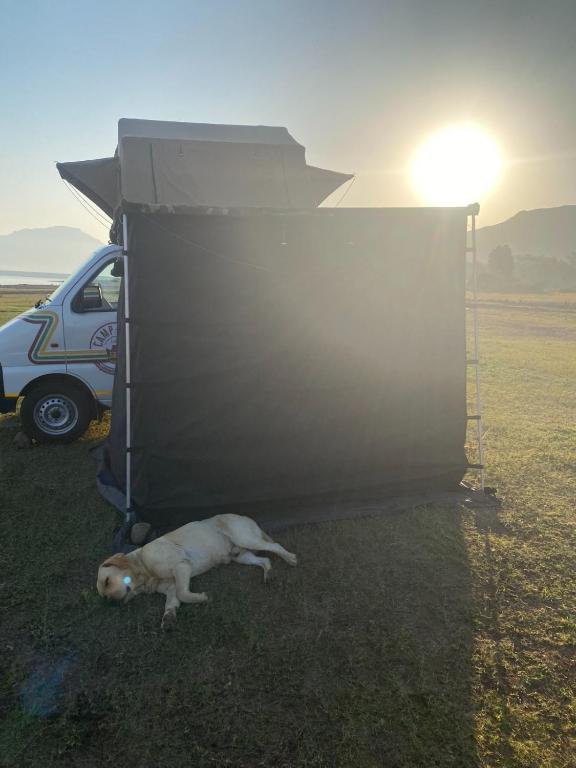 Domácí mazlíčci ubytovaní s hosty v ubytování Sunny's Camp-A-Van