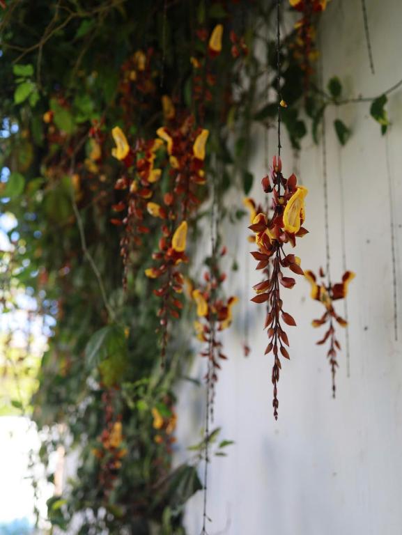 Nấp Đà Lạt - 17