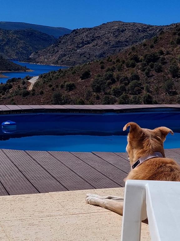a dog sitting on a chair next to a pool at Quinta Flor Dos Lagos - Eco Tiny Hause in Torre de Moncorvo