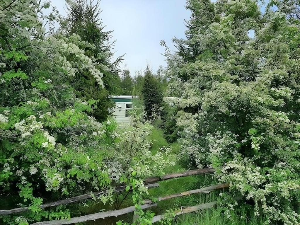 a wooden fence in a field with trees and flowers at Domek angielski in Białowieża