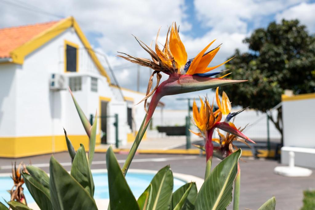two orange flowers in front of a pool at Casa La Rosa with private pool in Loja de Vendas