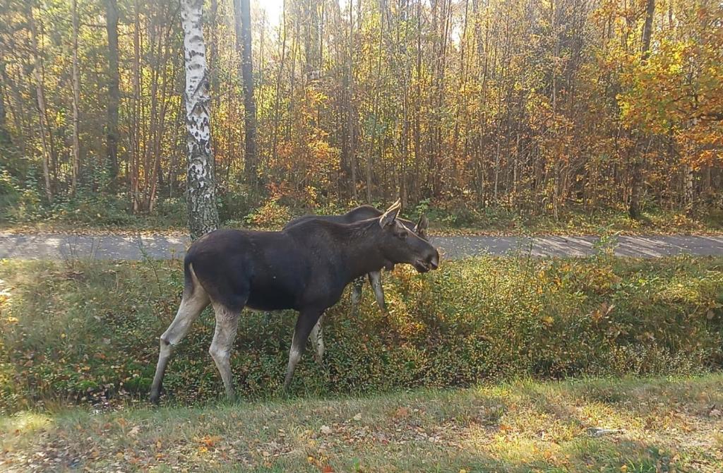 Zvířata v prázdninového domu nebo okolí