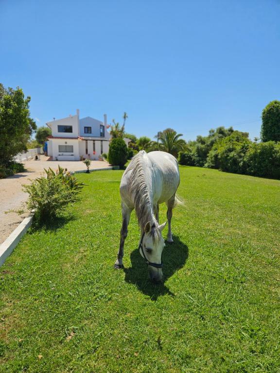 a white horse grazing in a field of grass at Casa Seahorses b in Sintra