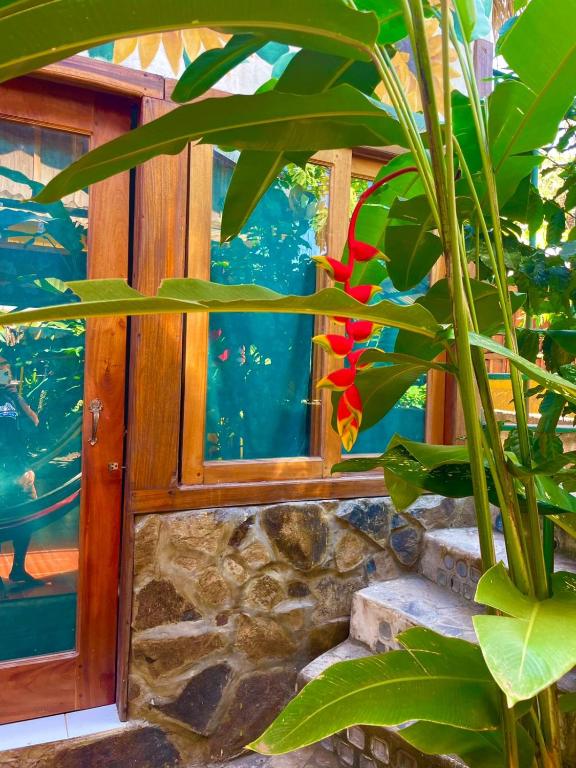 a plant with a red flower in front of a window at Lazy Crab Hostel in Balgue