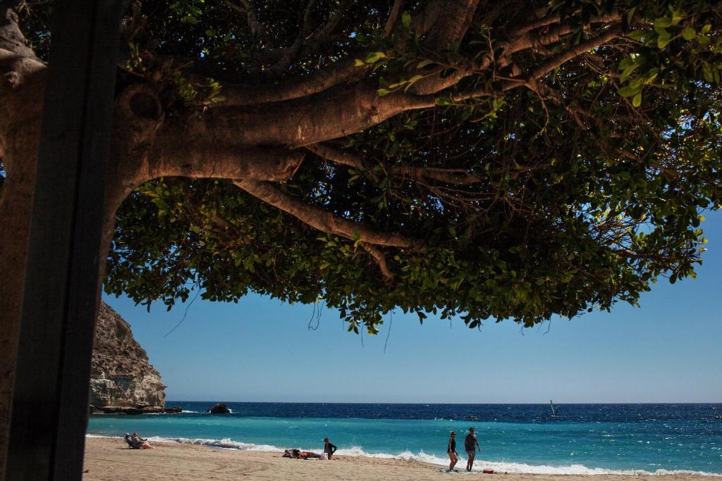 a tree on a beach with people on the sand at Boutique Hotel El Tio Kiko in Agua Amarga