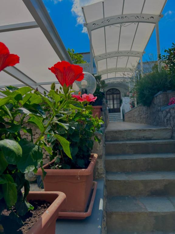 Zahrada ubytování Capri Melody