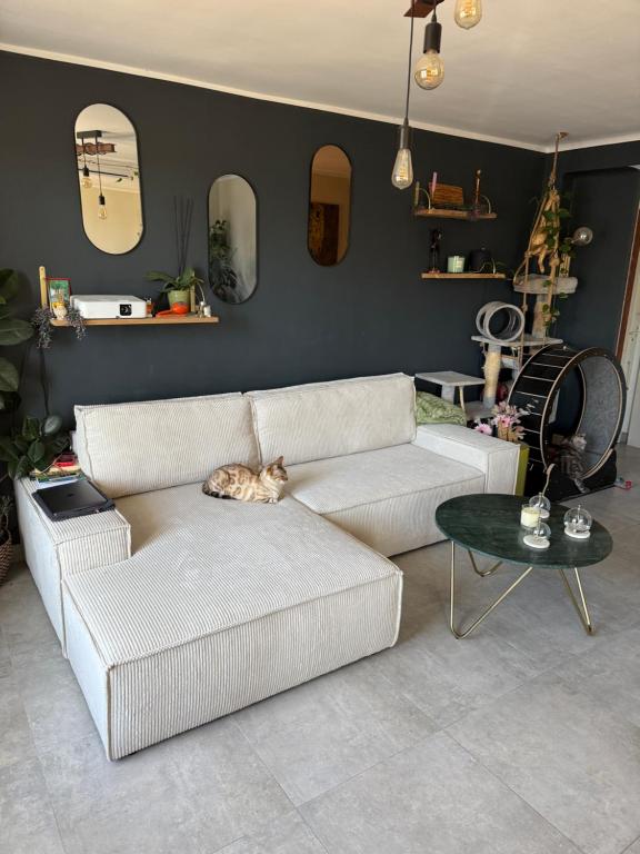 - un chat sur un canapé dans le salon dans l'établissement Appartement rénové Toulon, à Toulon