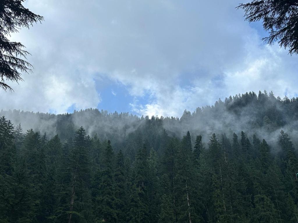 ein Wald voller Bäume in den Wolken in der Unterkunft Blue Water Riverside Resort & Fishing Spot Kalam in Kalām