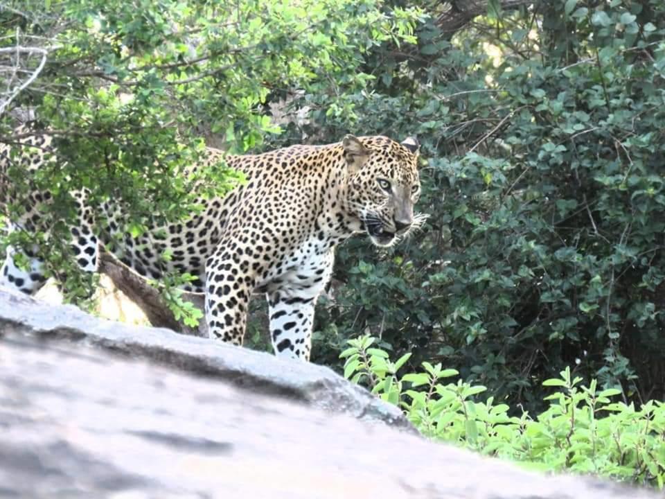 Gallery image of Yala - Kabiliththa Jeep Tour Camping in Kataragama
