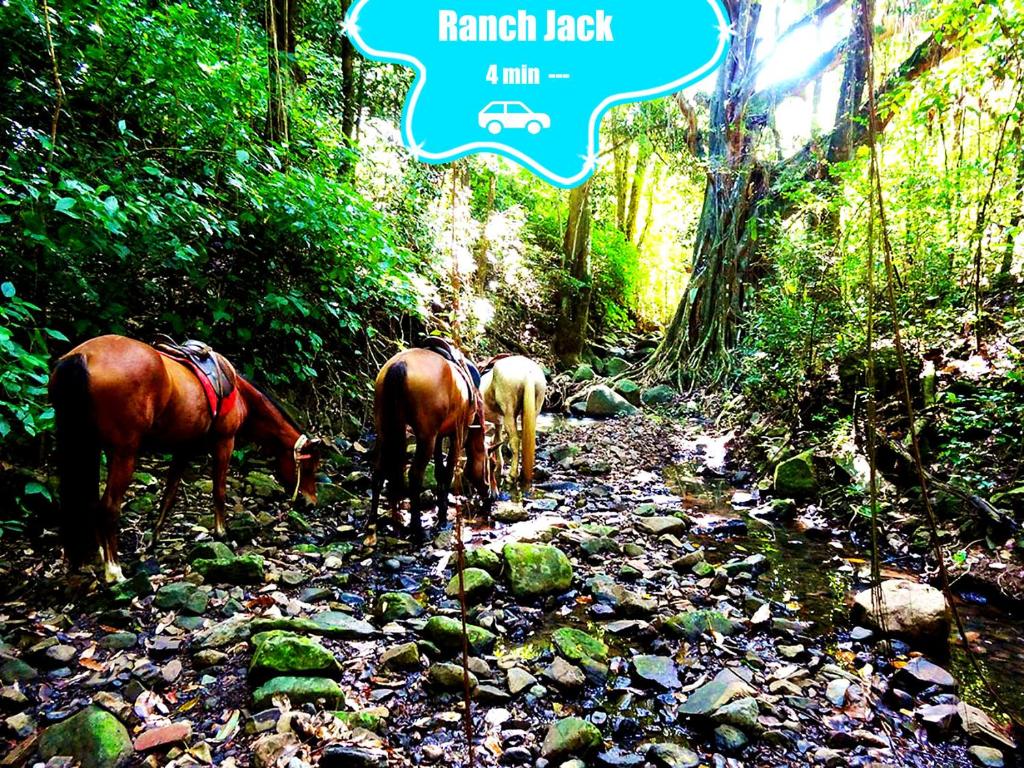 three horses grazing on a rocky trail in the woods at F2 climatisé Piscine Vue Mer et Montagne Pelée Trois-Îlets in Les Trois-Îlets