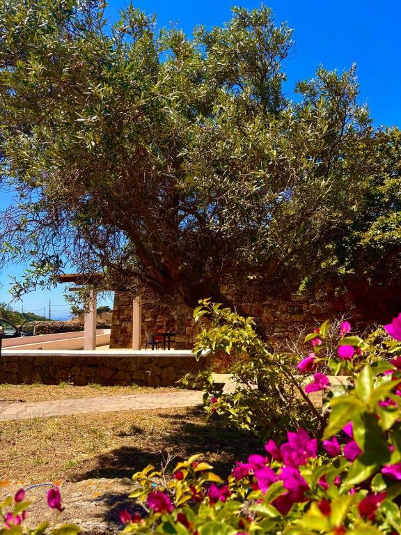 Zahrada ubytování Ciuri di Pantelleria Dammusi
