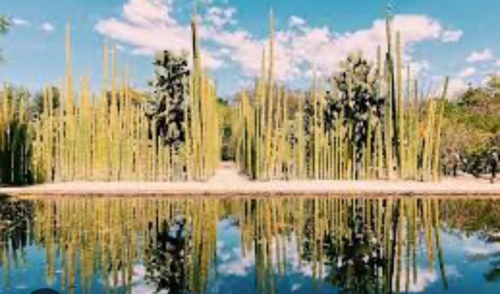 a reflection of trees in a body of water at Suite Reforma in Oaxaca City