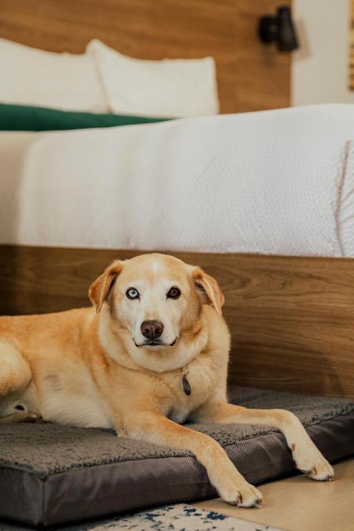 Domácí mazlíčci ubytovaní s hosty v ubytování Ucluelet Wildwood Inn