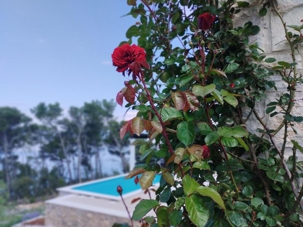 a red rose growing on the side of a wall at House Komadic raja in Blato