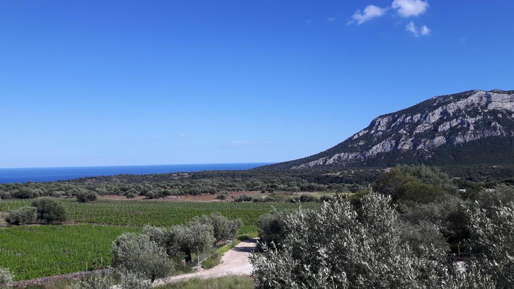 a road in a field with a mountain in the background at Agriturismo Su Barcu in Cala Gonone