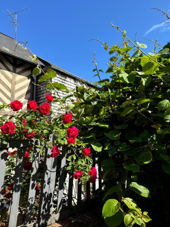 a bunch of red roses hanging on a fence at Le Nid Sainte-Catherine in Honfleur