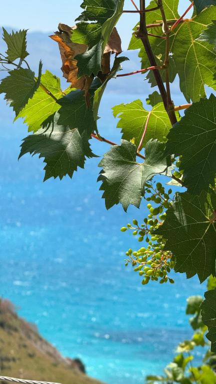 a view of the ocean through the leaves of a tree at Vila Bedro in Sarandë